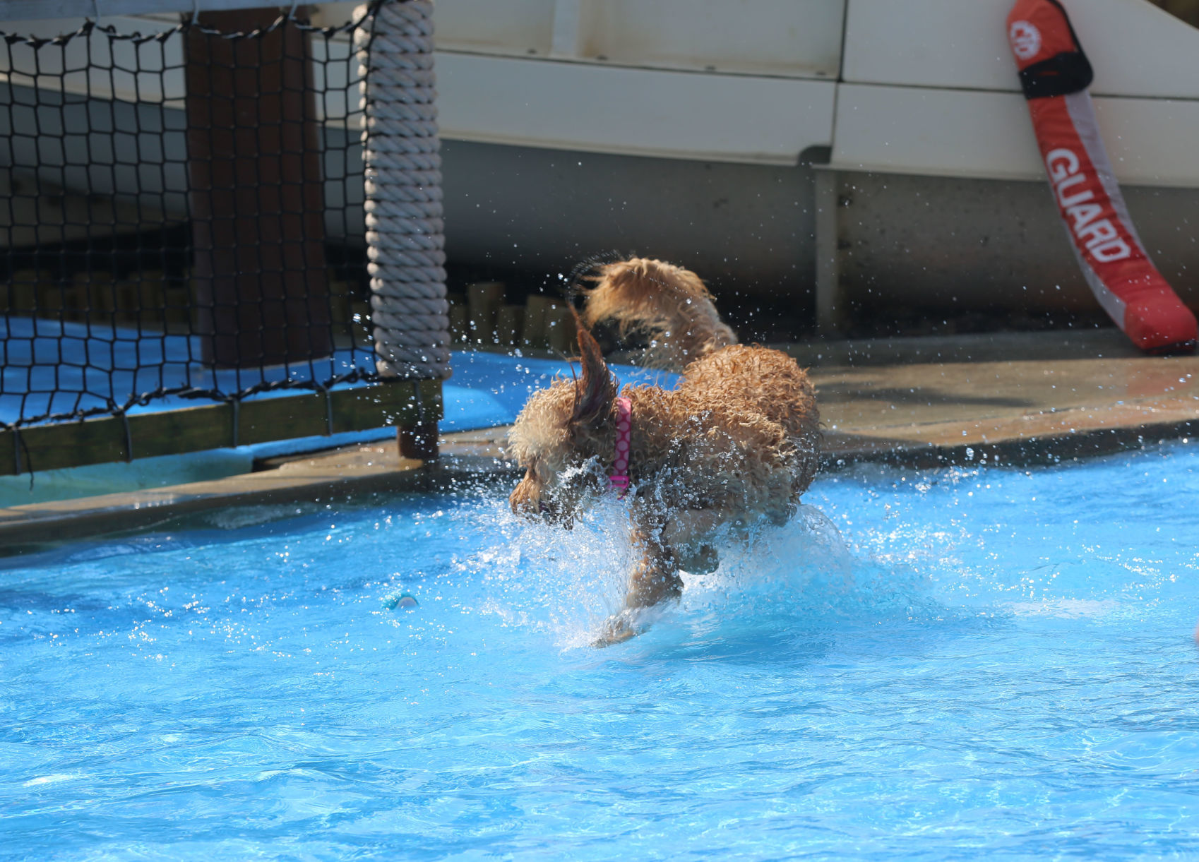 090919_gal_WWdogs (27)